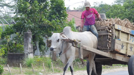 Indonesian-Man-Rides-Bull-Carrying-Haul-of-Garlic-Produce,-Smoking-Cigarette-Wearing-Barcelona-Jersey