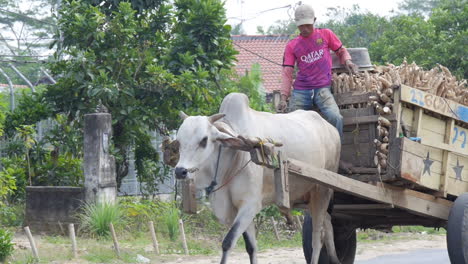 Hombre-Indonesio-Monta-Un-Toro-Que-Lleva-Un-Montón-De-Productos-De-Ajo,-Fumando-Un-Cigarrillo-Con-La-Camiseta-De-Barcelona