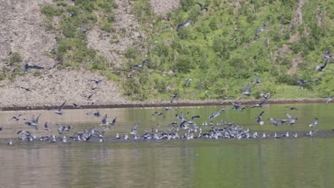 Large-Group-Of-Sea-Gulls-Gathered-On-Calm-Lake-During-Summer-In-Norway