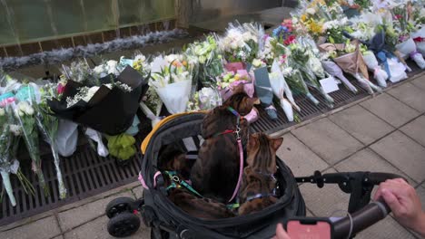 Una-Doliente-Trae-A-Sus-Mascotas-Gatunas-Frente-A-Ramos-De-Flores-Fuera-Del-Consulado-General-Británico-Mientras-La-Gente-Rinde-Homenaje-A-La-Ex-Monarca-Y-La-Más-Longeva,-La-Reina-Isabel-II