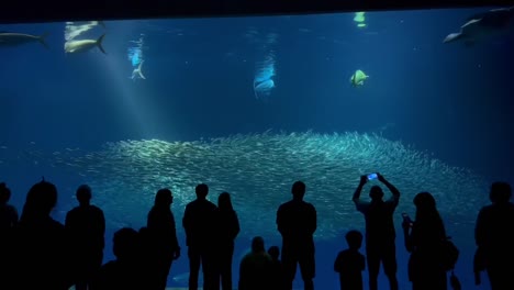 Monterey-Bay-Aquarium-displaying-the-beauty-of-the-Open-Sea