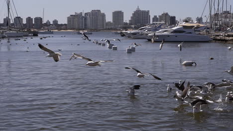 Seagulls-fly-in-the-harbor-while-fishermen-feed-them-and-the-sea-lions