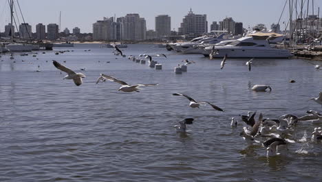 Las-Gaviotas-Vuelan-En-El-Puerto-Mientras-Los-Pescadores-Las-Alimentan-A-Ellas-Y-A-Los-Leones-Marinos