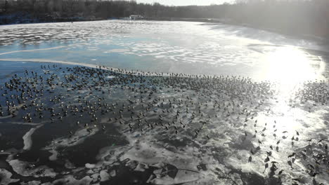 Flying-low-over-a-large-gathering-of-geese-on-a-partially-frozen-lake-in-the-middle-of-winter