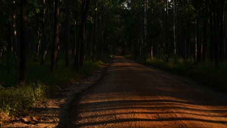 Forest-trees-casting-lines-of-shadows-on-a-brown-dirt-road