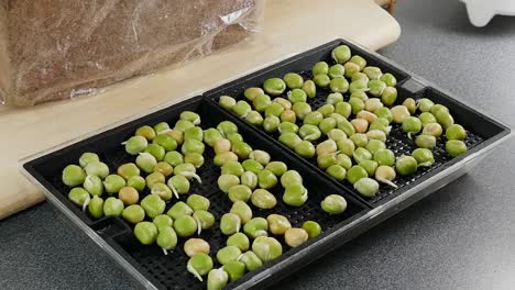 Microgreens-pea-seeds-3-day-old,-sprayed-twice-a-day-with-water