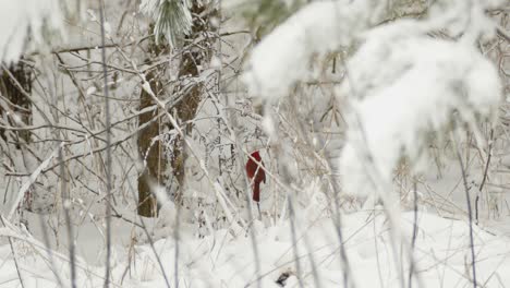 Red-cardinal-bird-Sitting-And-Pecking-On-A-Snowy-Tree-In-The-Forest---Eastern-Canada-Winter-Landscape---slider-left
