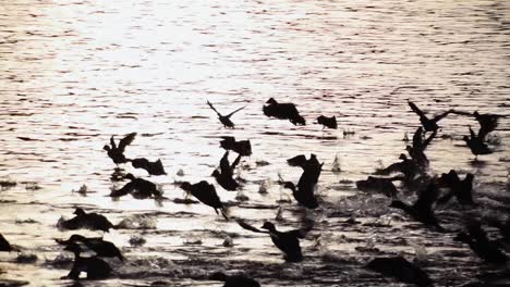 Flock-of-goldeneye-ducks-take-off-from-water-in-evening,-tracking-shot