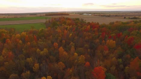 Beautiful-Fall-foliage-aerial-scene-flying-over-colorful-hardwoods-full-of-Autumn-colors