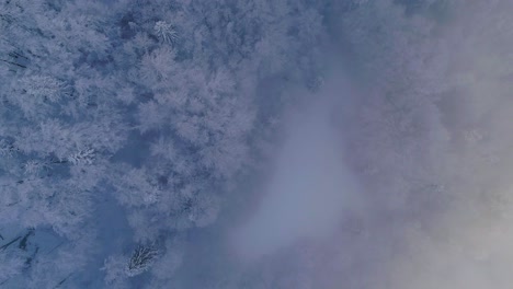 Top-down-view-of-pine-tree-forest-covered-in-snow-and-fog-at-winter