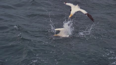 Three-Northern-gannets-dive-into-the-sea-after-scraps-of-fish-being-tossed-overboard-from-a-boat-off-the-Magdalen-Islands