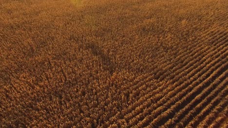 Golden-corn-field-at-sunset-in-Canada