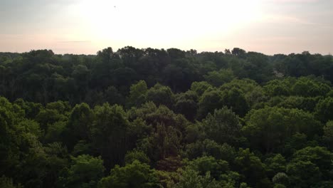 Drone-slow-flight-over-trees