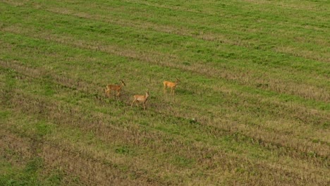 Aerial-view-of-three-deers-on-grass-field
