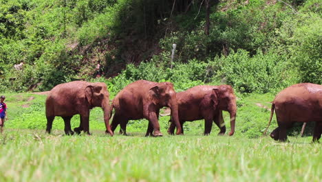 Elefantes-Que-Se-Siguen-Unos-A-Otros-A-Través-De-Un-Campo-En-Cámara-Lenta