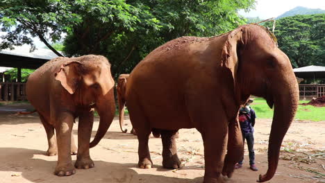 Elefantes-Que-Se-Siguen-Unos-A-Otros-Con-Un-Entrenador-Cerca-En-Cámara-Lenta