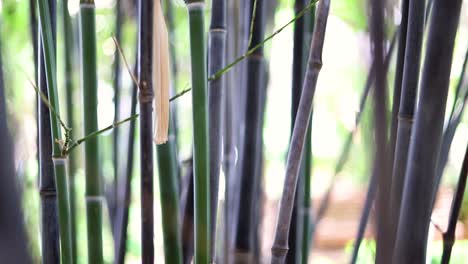 Bambú-Negro-Chino-Y-Bambú-Verde-Cámara-Lenta-Parque-Zen-Botánico