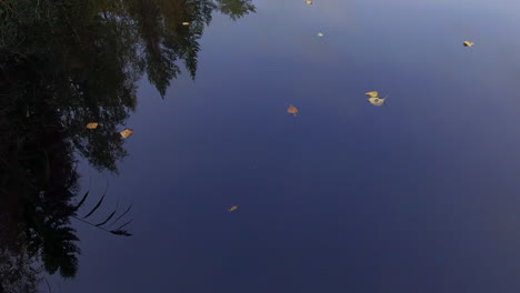 Birkenblätter-Schwimmen-Langsam-In-Einem-Fluss