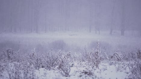 4K-Weitwinkelaufnahme-Einer-Winterlichen-Schneesturm-Blizzard-Landschaft-Mit-Blick-über-Ein-Landwirtschaftliches-Feld-In-Einen-Wald