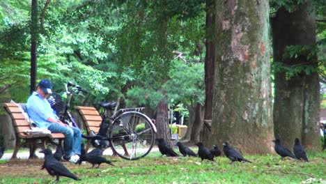 Un-Hombre-Sentado-En-Un-Banco-Y-Alimentando-Cuervos-En-El-Parque-Yoyogi