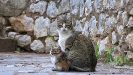 Madre-Gata-Con-Su-Cachorro-Mirando-A-La-Cámara.