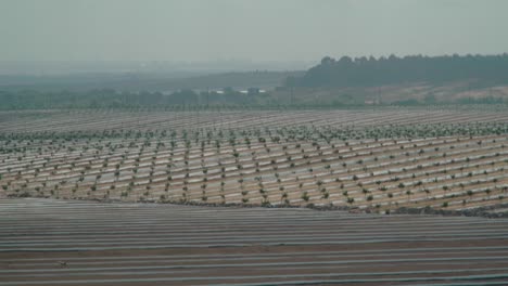 Ampliar,-Campos-De-Fresas-Recién-Plantados-En-Huelva,-España,-Mañana-Brumosa