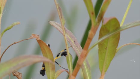 yellow-wasp-....yellow-wasp-...