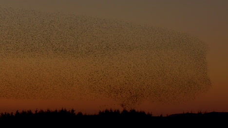 Massive-starling-murmuration-against-a-clear-orange-sky,-spooked-by-a-bird-of-prey-causing-the-birds-to-twist-and-turn