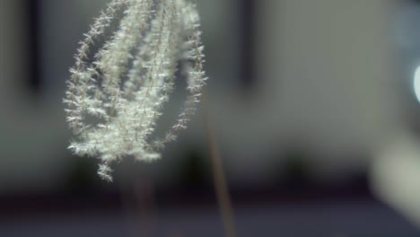 Tan-grassy-plant-blowing-in-the-breeze-in-slow-motion
