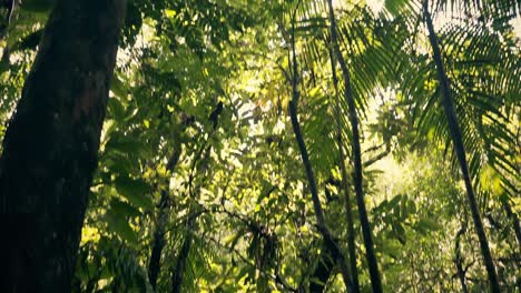 Revealing-a-beautiful-suspension-wooden-bridge-across-a-stream-in-the-rainforest-amazon-jungle