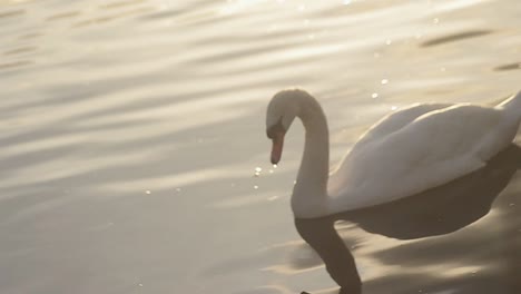 White-swan-floating-on-lake-at-sunset