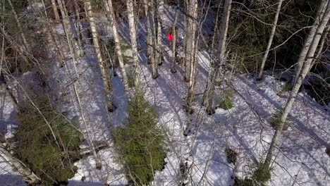 Aerial,-woodworking-man-with-chainsaw-cutting-trees-in-winter-forest