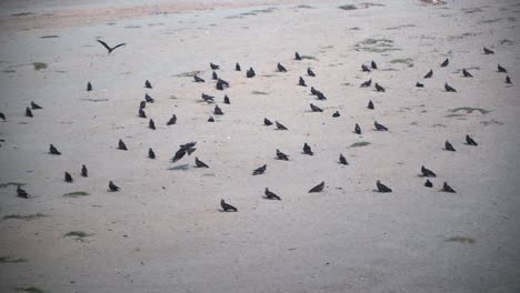 Black-kites-on-the-empty-river,-Resting-on-the-sand,-Kites-starting-flying-one-by-one-in-slow-motion-shot