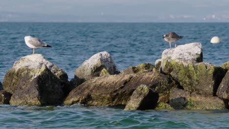 two-seagulls-sitting-on-a-rock-in-the-water