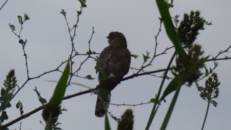 Square-tailed-nightjar-..Square-tailed-nightjar-.