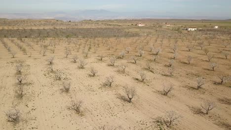 Aerial-view-of-a-big-almond-tree-field-in-the-desert