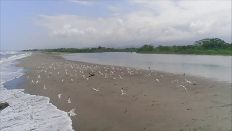 AERIAL:-Pelicans-and-seagulls-flying-on-tropical-beach,-Honduras-3