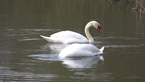 two-white-swans-dip-their-heads-into-the-water-to-look-for-food