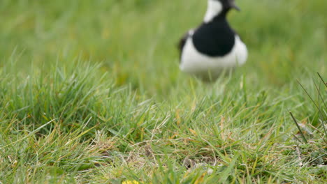 Lapwing-bird-in-a-grassy-field-approaches-it's-nest-and-settles-down-to-incubate-a-newly-laid-clutch-of-eggs
