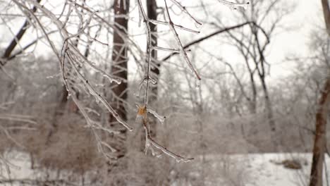Fully-wrapped-in-ice-hanging-tree-branches-in-nature