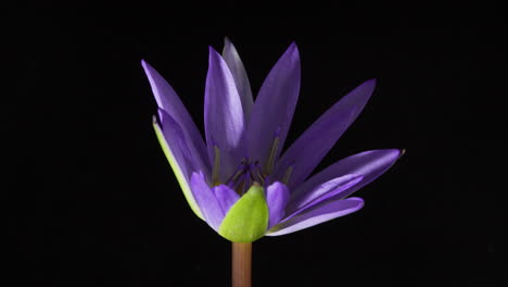 Purple-water-lily-opening---macro-and-back-lit,-on-black-background---Nymphaea-nouchali