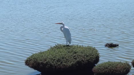 Great-Egret-bird-standing-on-top-of-a-moss-patch-at-Don-Edwards-Reserve-in-the-Bay-Area