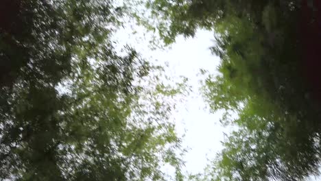 Blick-Auf-Den-Bambuswald-Mit-Himmel-Im-Hintergrund-Während-Der-Bewegung