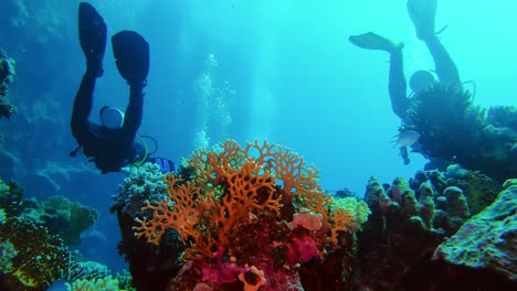 Group-of-divers-seen-from-behind,-close-up-on-coral-reef