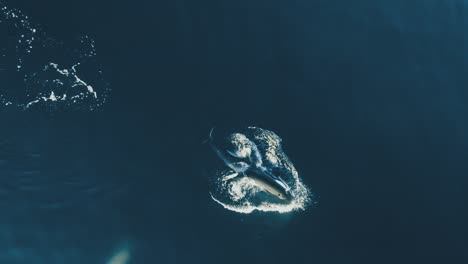Orca-Springt-In-Ruhigen-Gewässern-An-Die-Oberfläche,-Luftaufnahme-Mit-60-Bildern-Pro-Sekunde