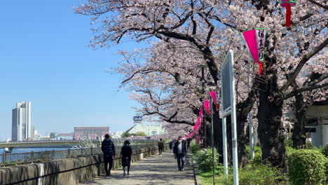 Los-Japoneses-Caminan-Por-El-Paseo-Marítimo-Del-Río-Sumida-Con-Flores-De-Cerezo-Y-Lámpara-De-Papel-En-El-Parque-Sumida