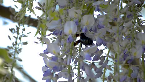 Huge-black-carpenter-bee-crawling-through-the-purple-flowers-of-a-wisteria-tree