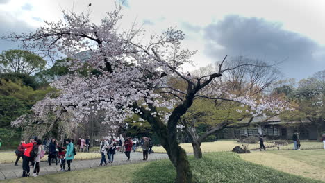 Kirschbäume-Voller-Rosa-Blüten-Und-Menschen,-Die-Im-Berühmten-Botanischen-Garten-Koishikawa-Fotos-Machen