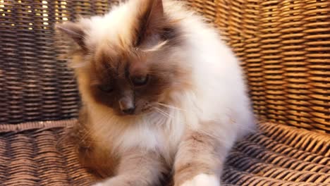 Süße-Katze-Mit-Großen-Blauen-Augen,-Die-Sich-Auf-Möbel-Legt-Und-Sie-Mit-Ihren-Pfoten-Zerkratzt,-Wunderschönes-Weißgraues-Fell