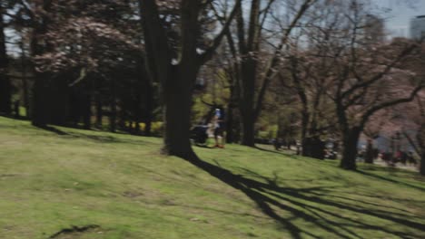 Panning-shot-of-people-going-to-view-Cherry-Blossoms-in-bloom